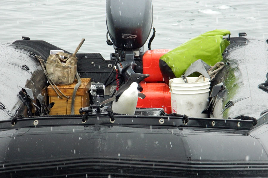 Honorable Mention-Josh Stone—a curious and well-camouflaged Adélie penguin investigates a Zodiac during the 2012-13 PAL-LTER field season